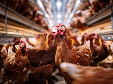 Los huevos orgánicos podrían ser peores para el planeta