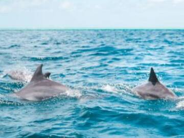 Cientos de delfines son captados jugando en las costas de Oaxaca