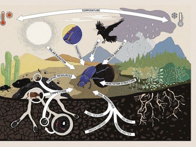 Los rasgos respuesta de los escarabajos peloteros.