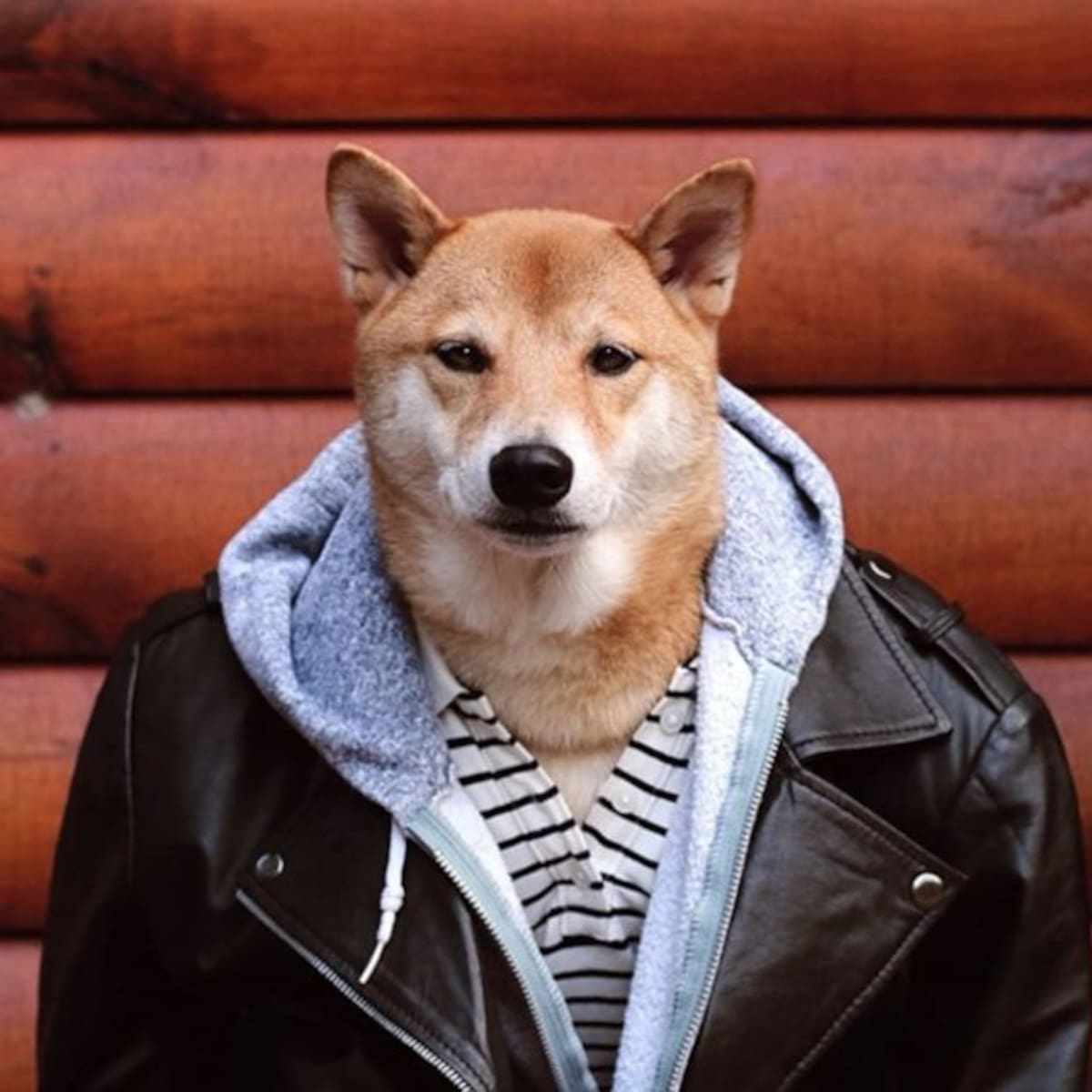 Los perritos más famosos que tenés que seguir en Instagram