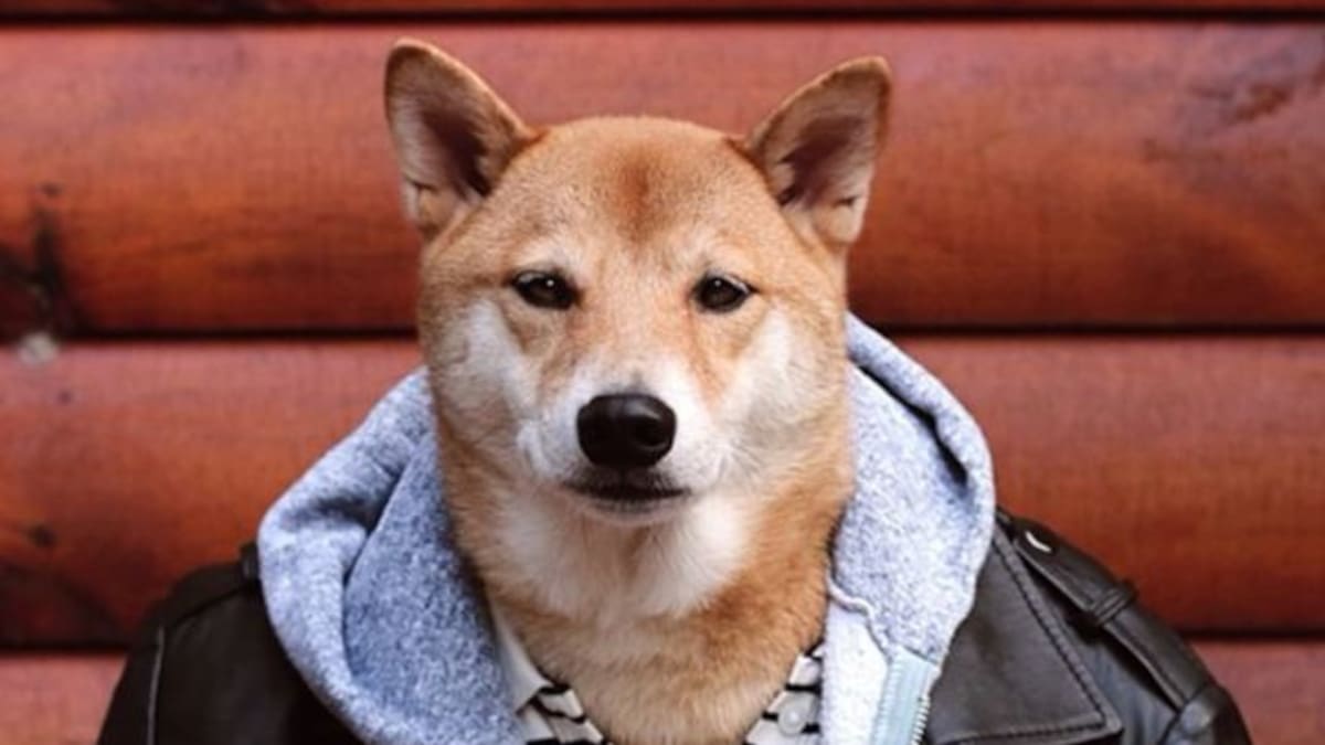 Los perritos más famosos que tenés que seguir en Instagram