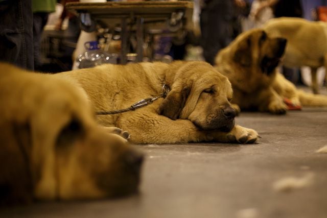 Perro mastín español.