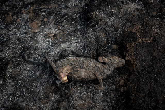 Un animal carbonizado en un incendio.