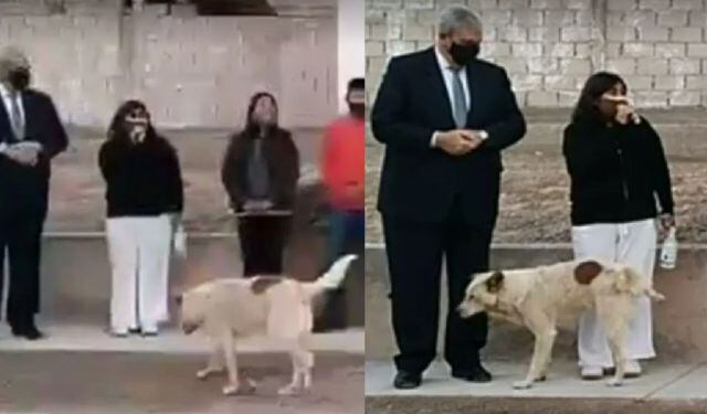 El perro se acercó sigilosamente a la presidenta Susana Prieto hasta que le orinó el pantalón