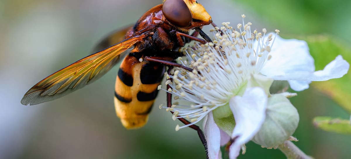 El número de insectos se ha reducido drásticamente.