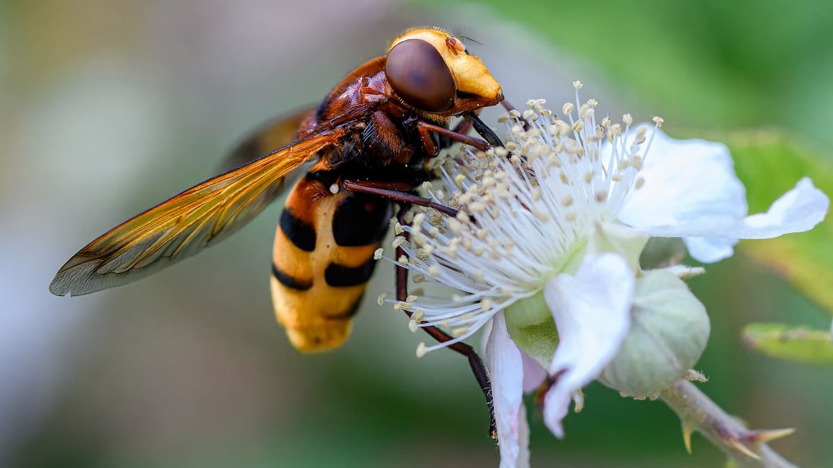 ¿Por qué los insectos están desapareciendo? El colapso silencioso que afecta a todo el sistema alimentario