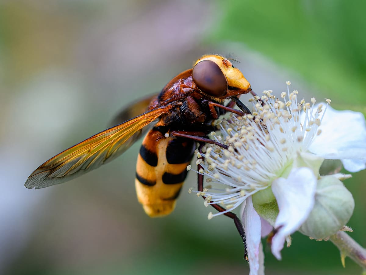 ¿Por qué los insectos están desapareciendo? El colapso silencioso que afecta a todo el sistema alimentario