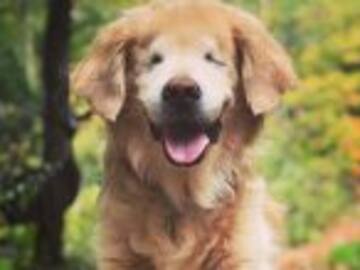 Murió Smiley, el perrito ciego que dedicó su vida a ser terapeuta