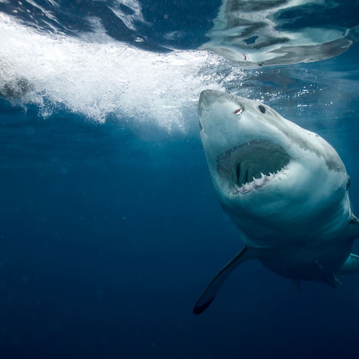 Confirmado: hay un tiburón blanco en el Mediterráneo español