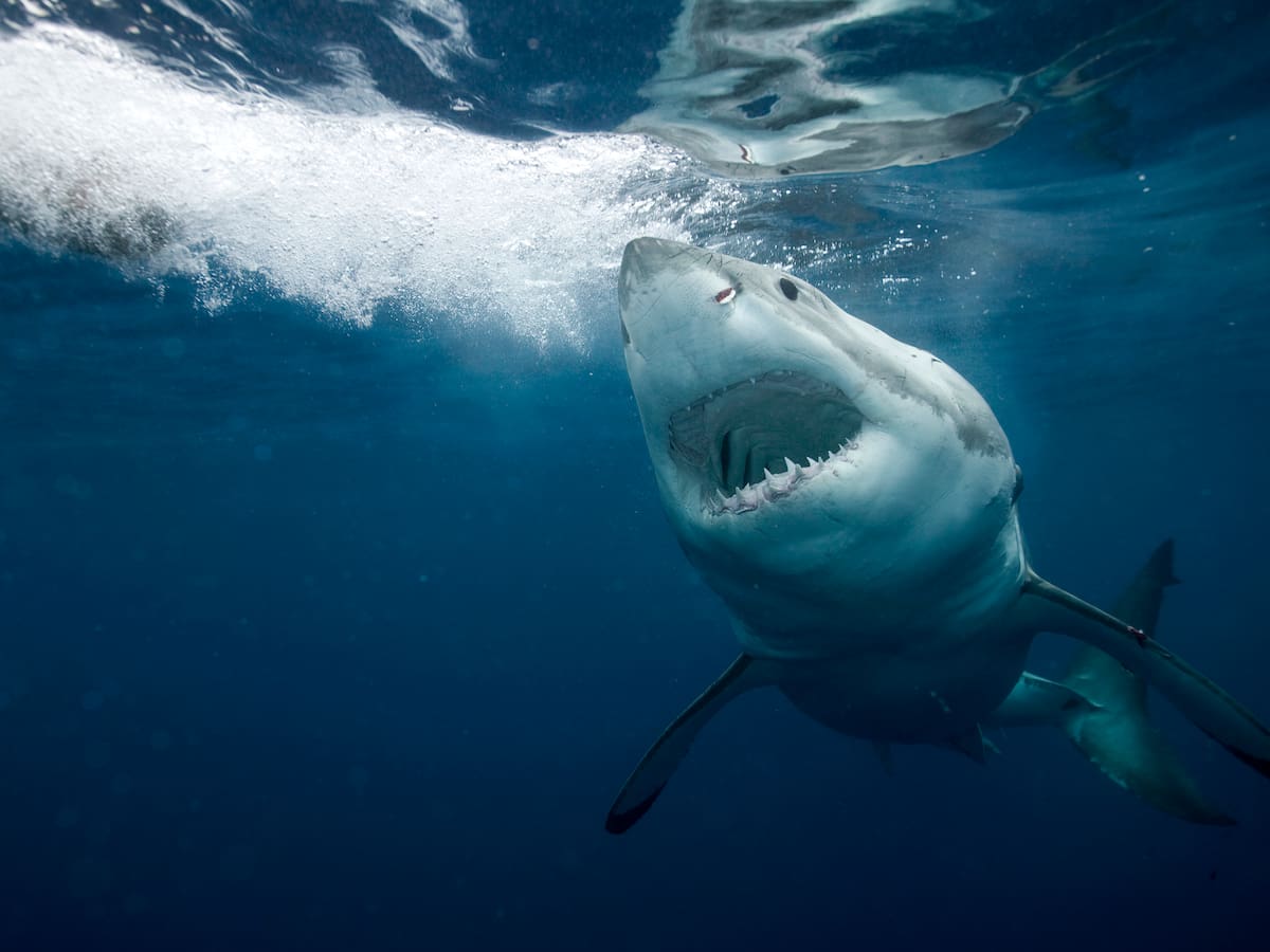 Confirmado: hay un tiburón blanco en el Mediterráneo español