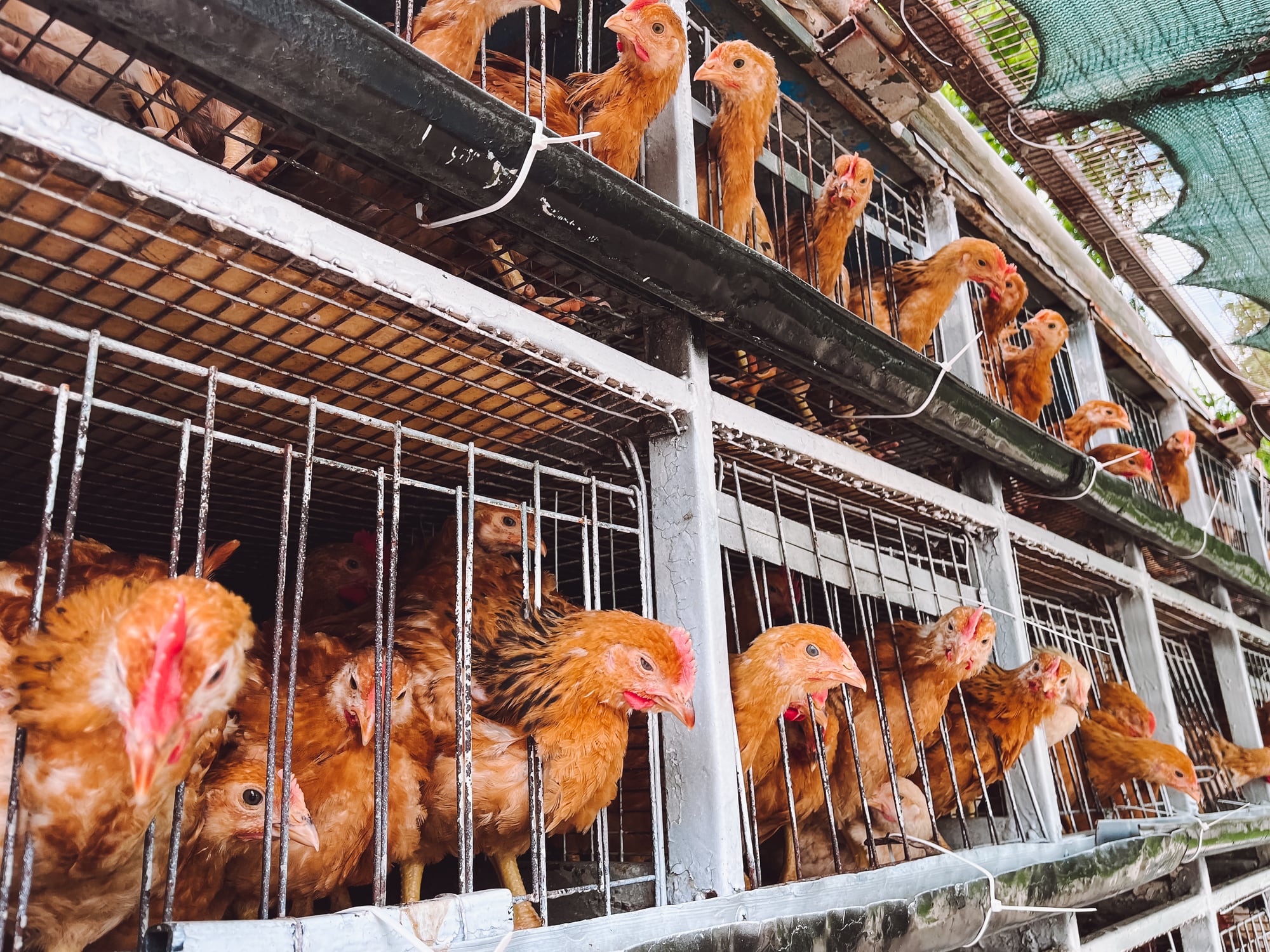 Gallinas en una granja destinada a la producción de huevos.