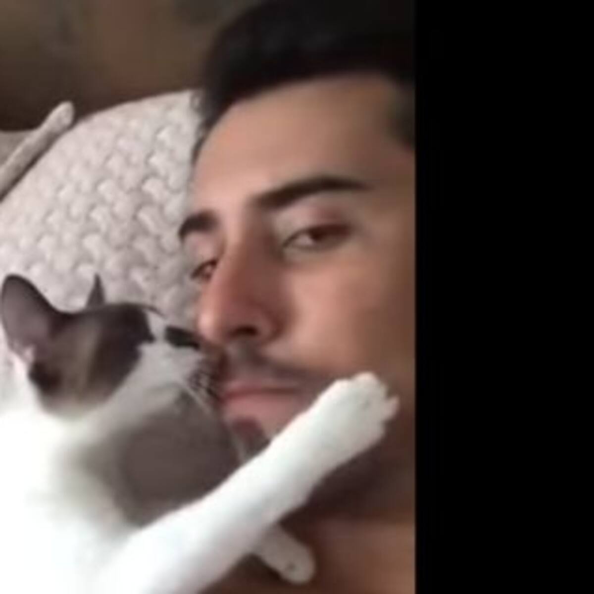 Este tierno gatito quiere besos todo el tiempo