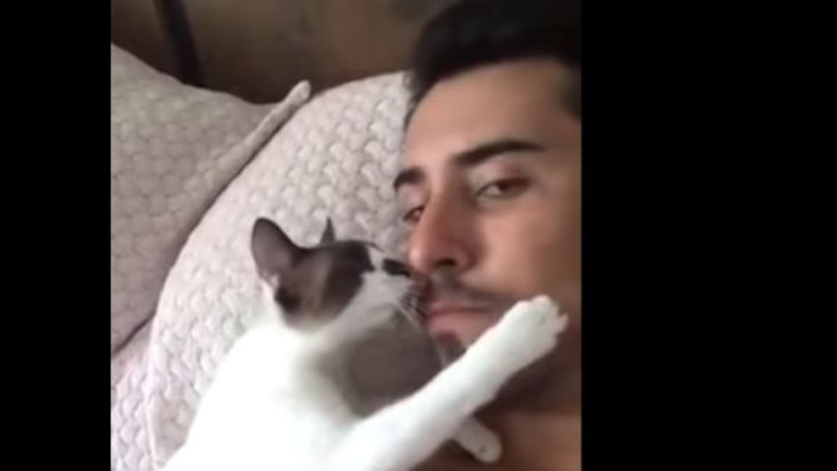 Este tierno gatito quiere besos todo el tiempo