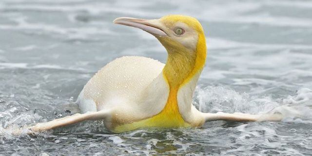 Captan a pingüino amarillo al sur de Georgia, fotografía se viraliza