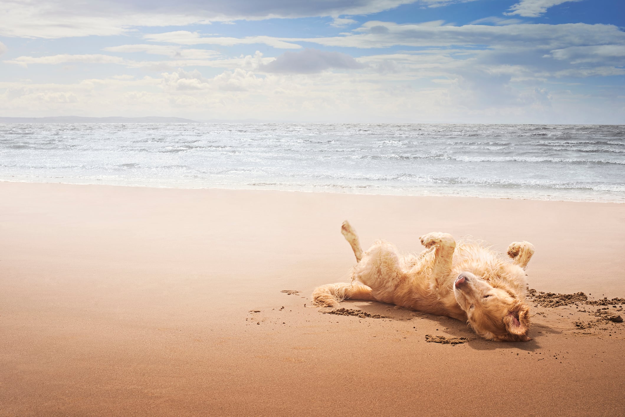 Un perro jugando con la arena de la playa.