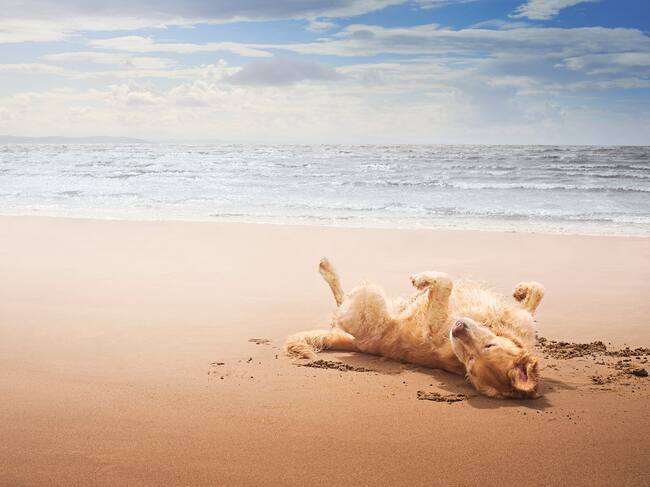 Un perro jugando con la arena de la playa.