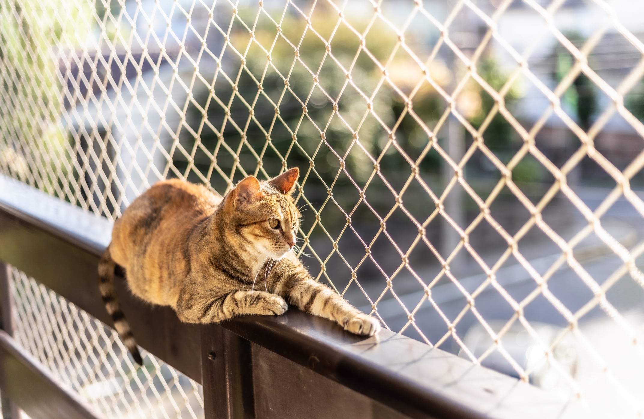 Los gatos son los principales afectados, según los denunciantes.