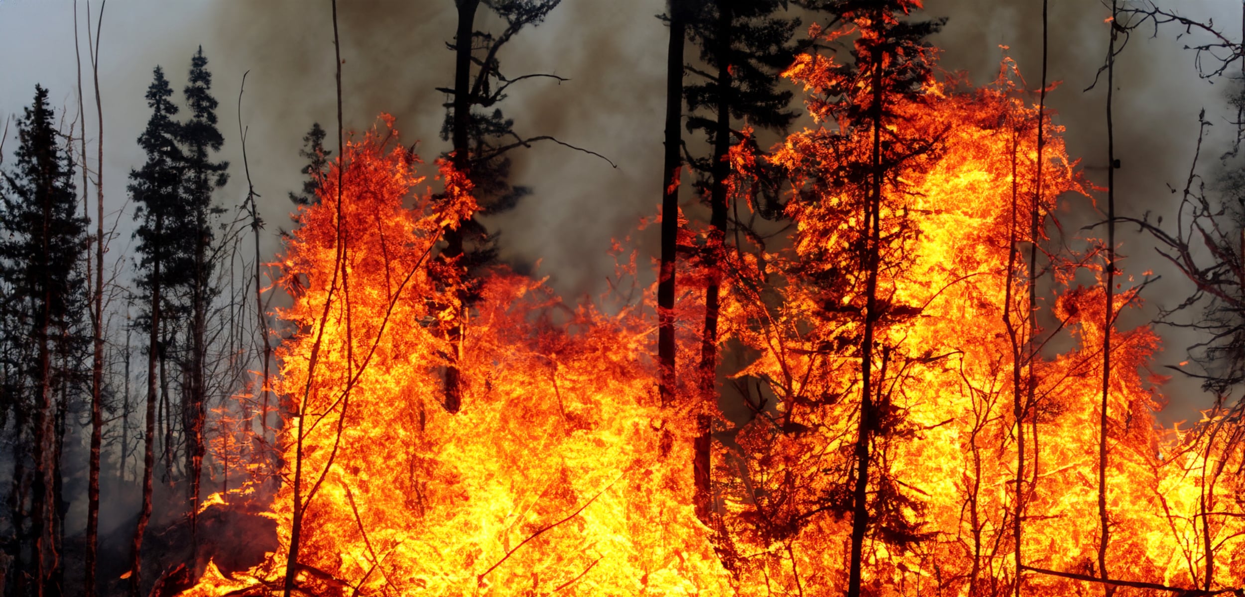 En 2023 el fuego arrasó más de 89.000 hectáreas en España.