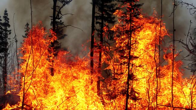 En 2023 el fuego arrasó más de 89.000 hectáreas en España.