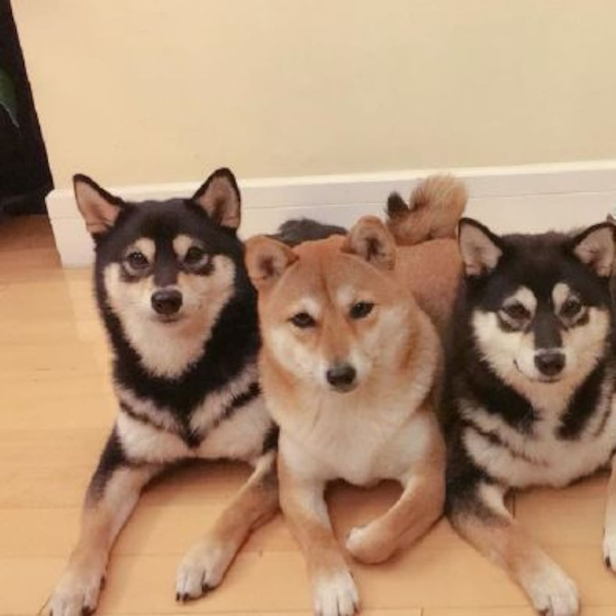 Perrito ama estropear fotos de su dueña haciendo muecas