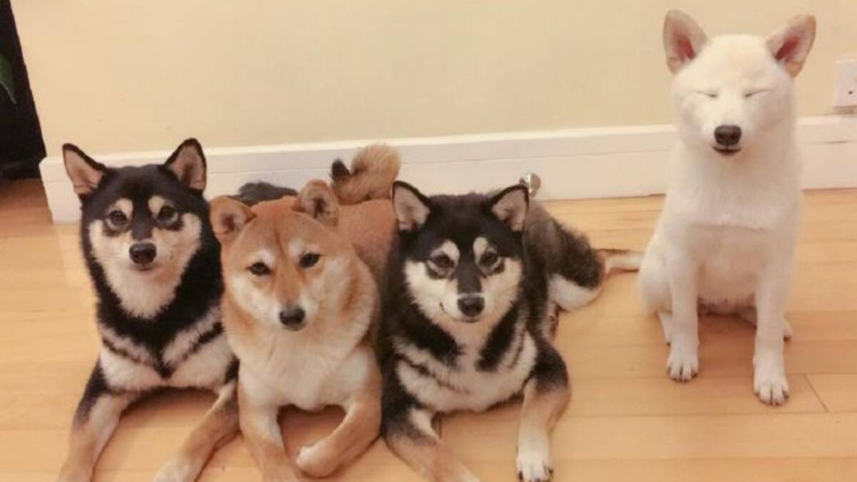 Perrito ama estropear fotos de su dueña haciendo muecas