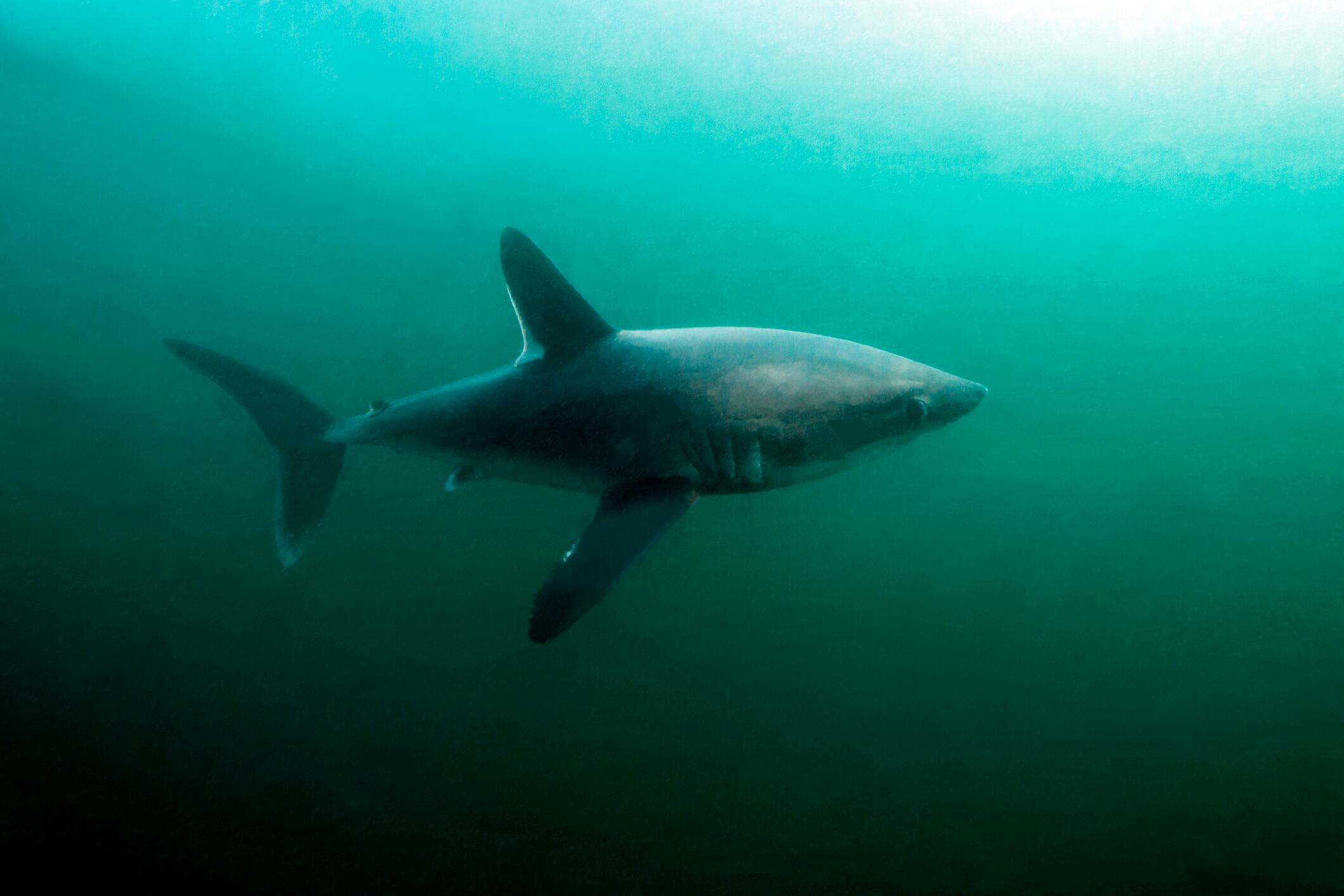 El marrajo sardinero (Lamna nasus) es una de las especies más amenazadas.