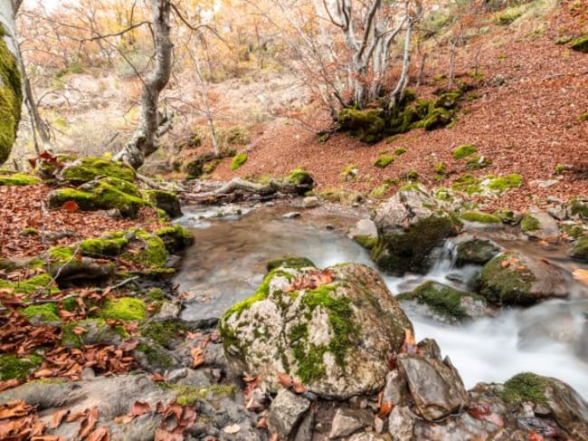 Faedo de Ciñera, en León.