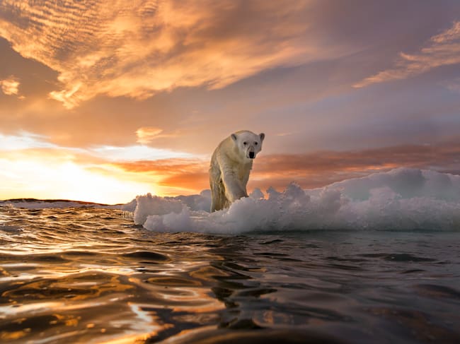 El deshielo amenaza al Ártico.