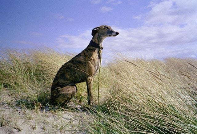 Galgo español.