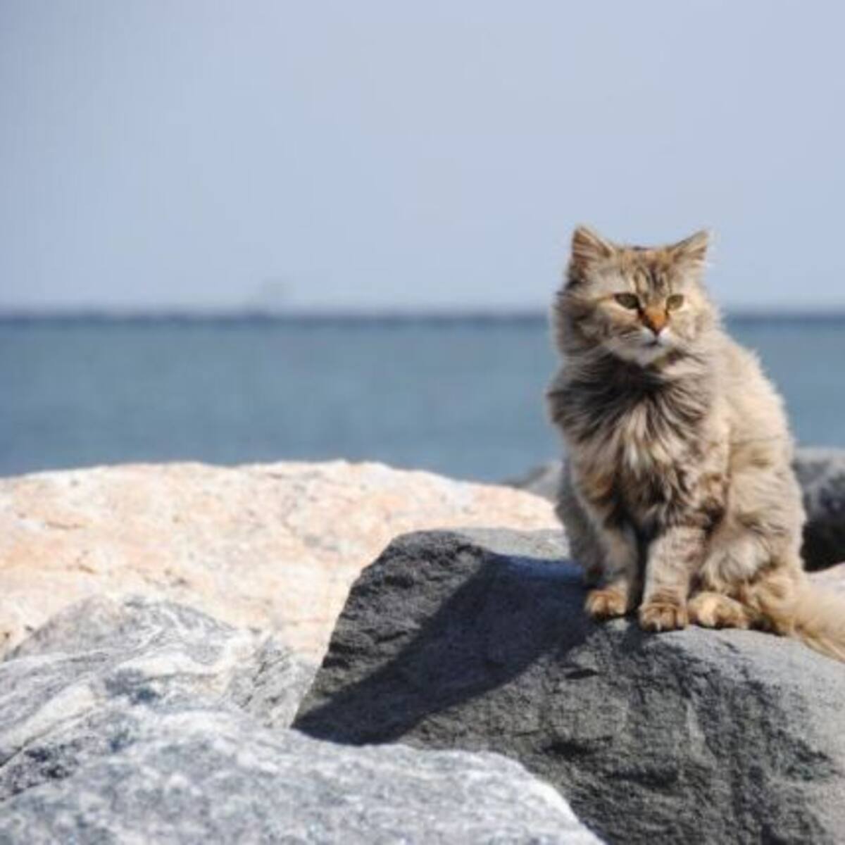 En esta isla te pagarán por cuidar gatos