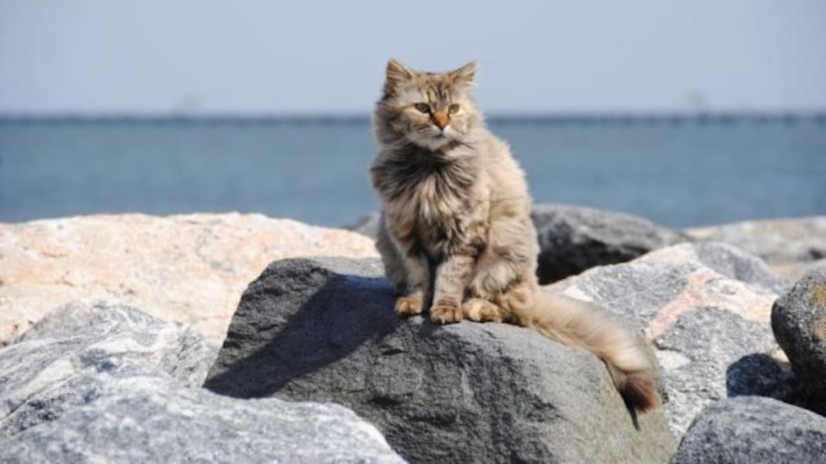 En esta isla te pagarán por cuidar gatos