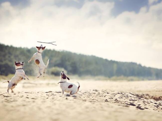 Varios perros juegan en la zona del arenal.