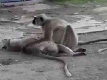 Mono intenta revivir a su amigo mono que murió electrocutado