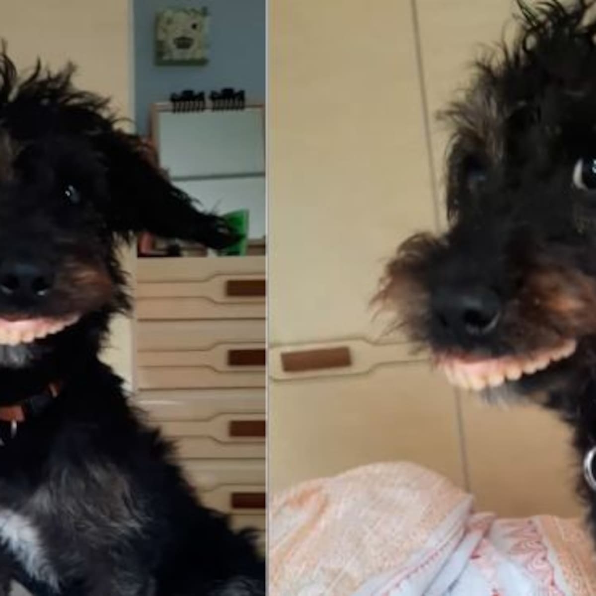 Perrito con la mejor dentadura provoca risas en redes sociales