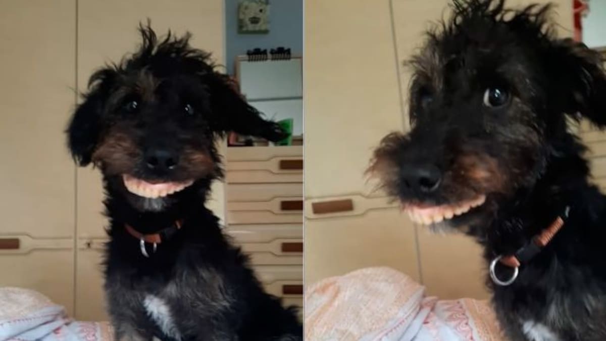 Perrito con la mejor dentadura provoca risas en redes sociales