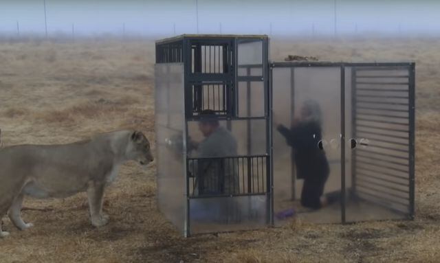 Crean zoológico inverso, humanos son encerrados en jaulas y leones los observan