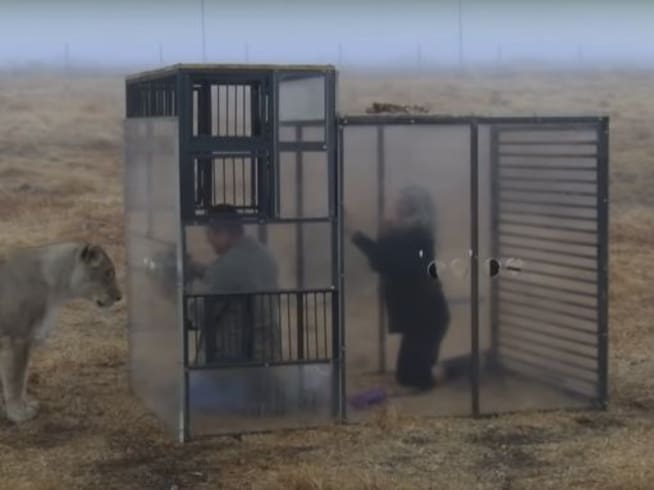 Crean zoológico inverso, humanos son encerrados en jaulas y leones los observan
