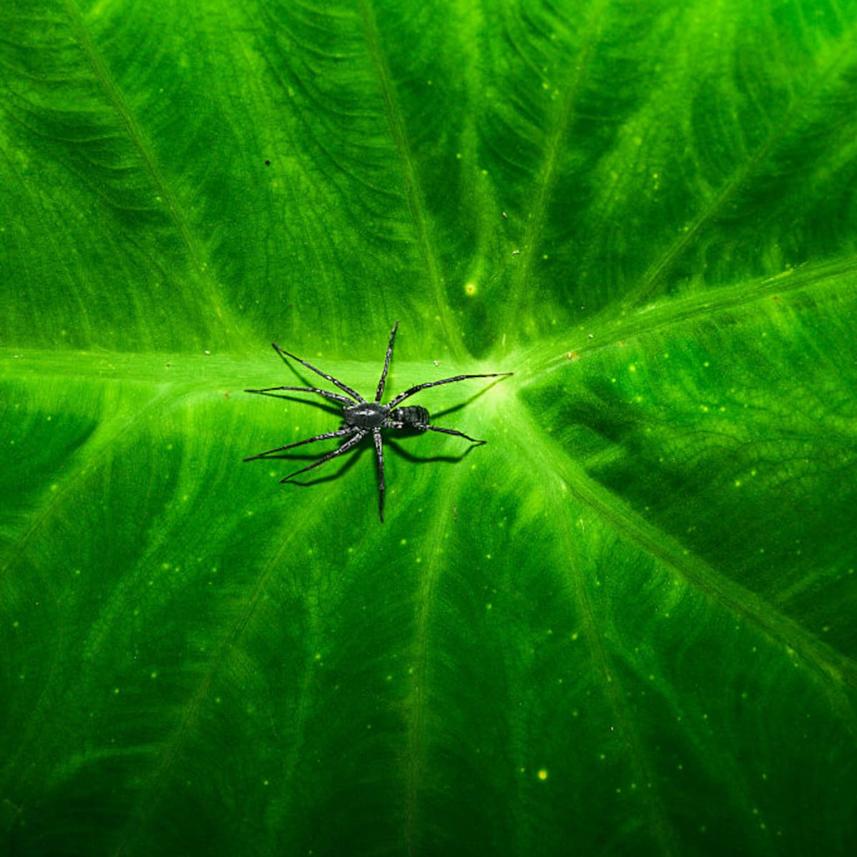 Las arañas no quieren asustarte: quieren salvar el planeta