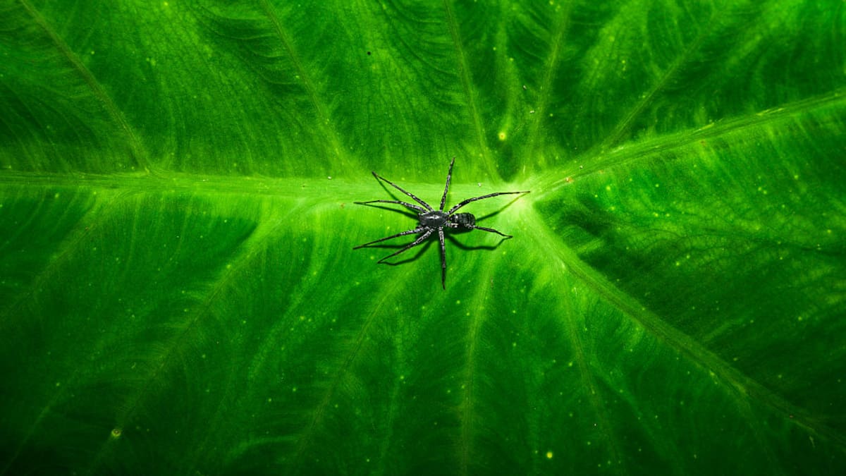 Las arañas no quieren asustarte: quieren salvar el planeta