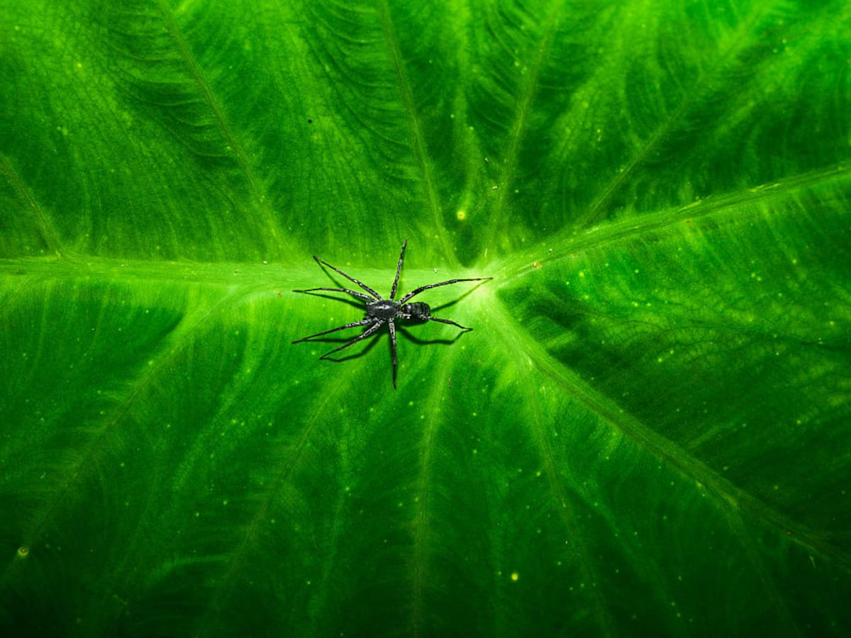Las arañas no quieren asustarte: quieren salvar el planeta