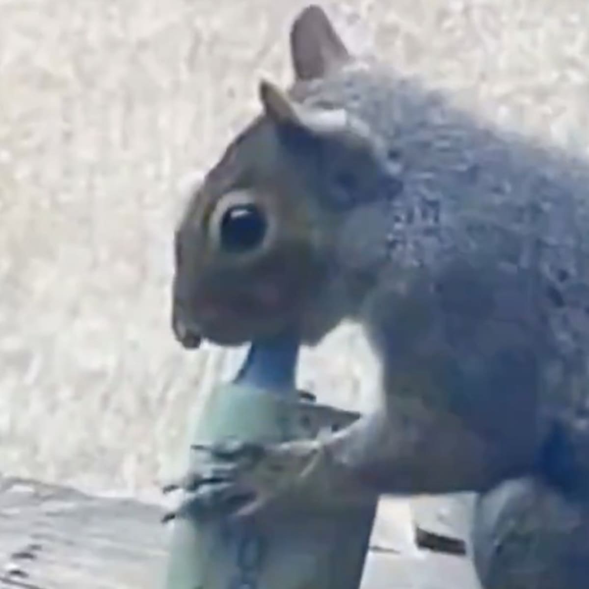 Las ardillas de Londres se han enganchado al vapeo (y no es broma)