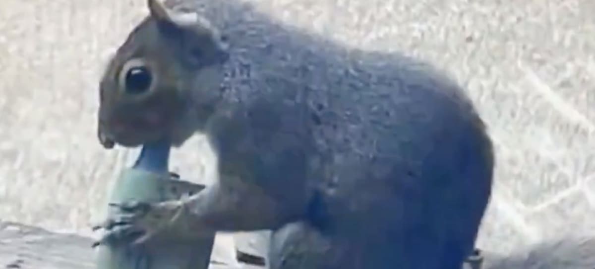 Los vídeos de ardillas que vapean circulan por las redes sociales.