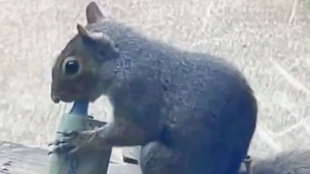 Las ardillas de Londres se han enganchado al vapeo (y no es broma)