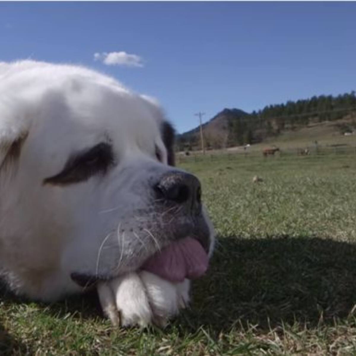 Este perro rompe Récord Guiness por tener una lengua larga