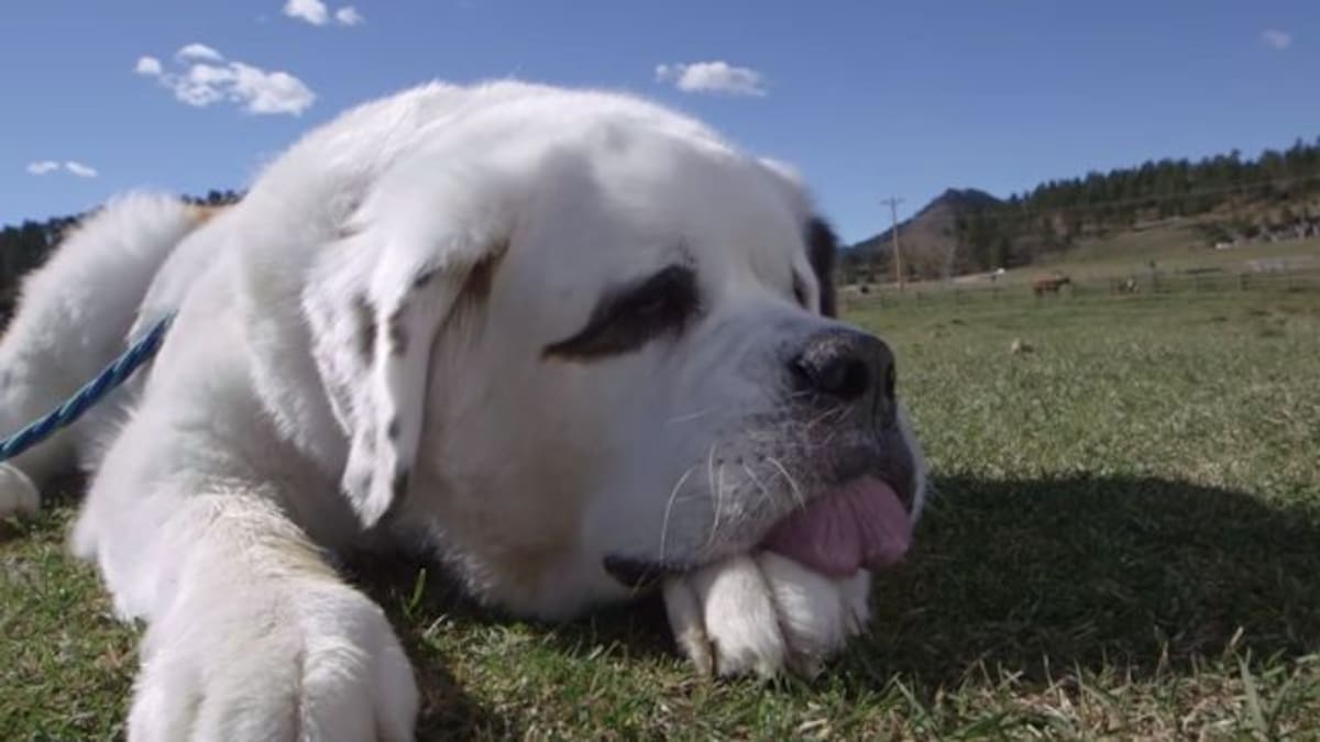 Este perro rompe Récord Guiness por tener una lengua larga