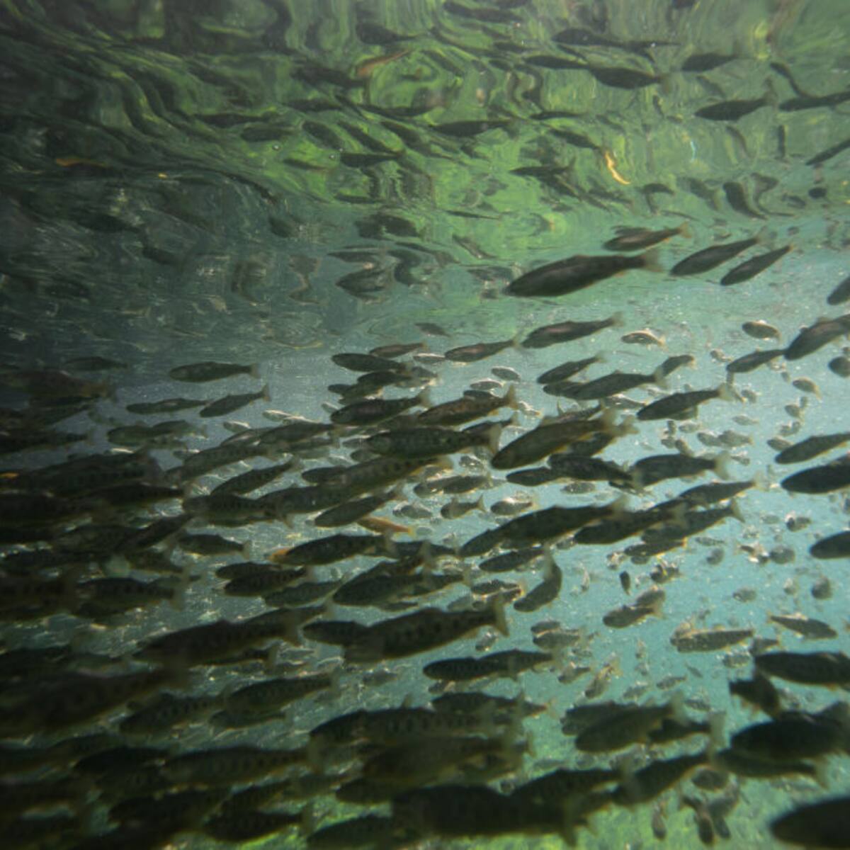 ¿Cómo puede la IA combatir la extinción de los peces?