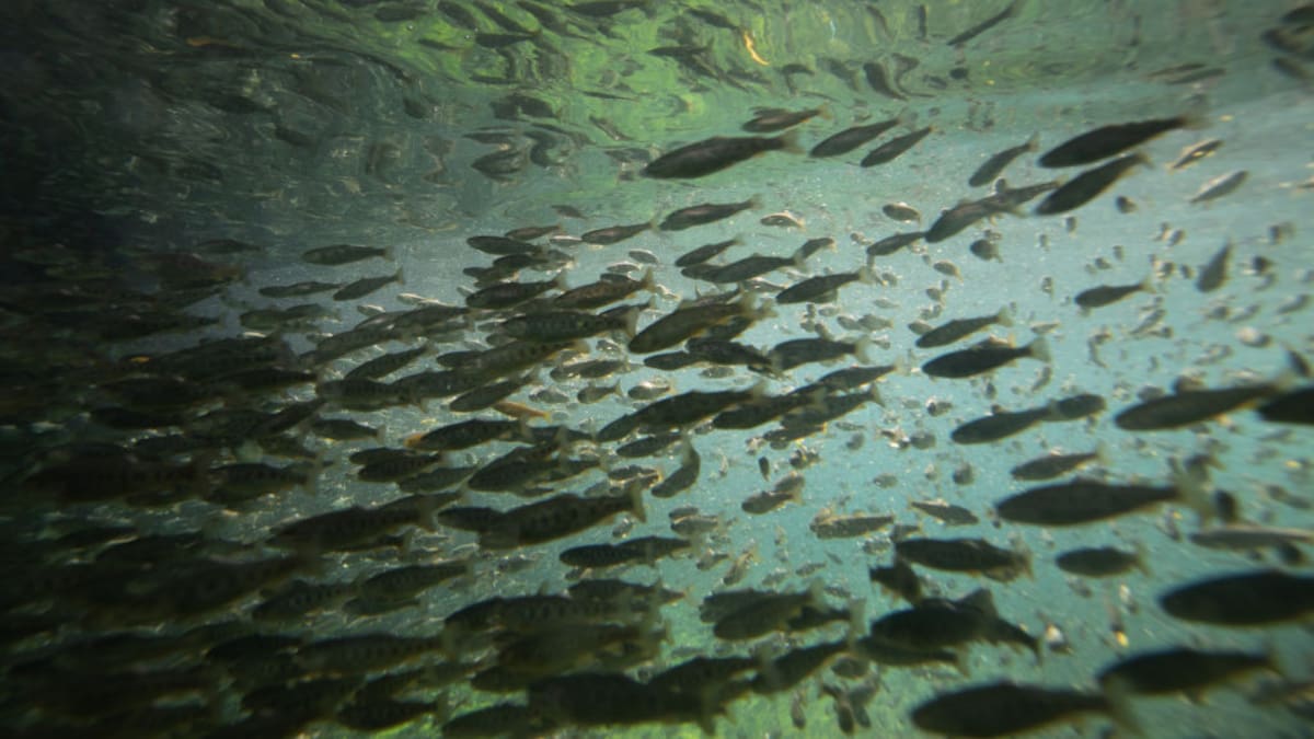 ¿Cómo puede la IA combatir la extinción de los peces?