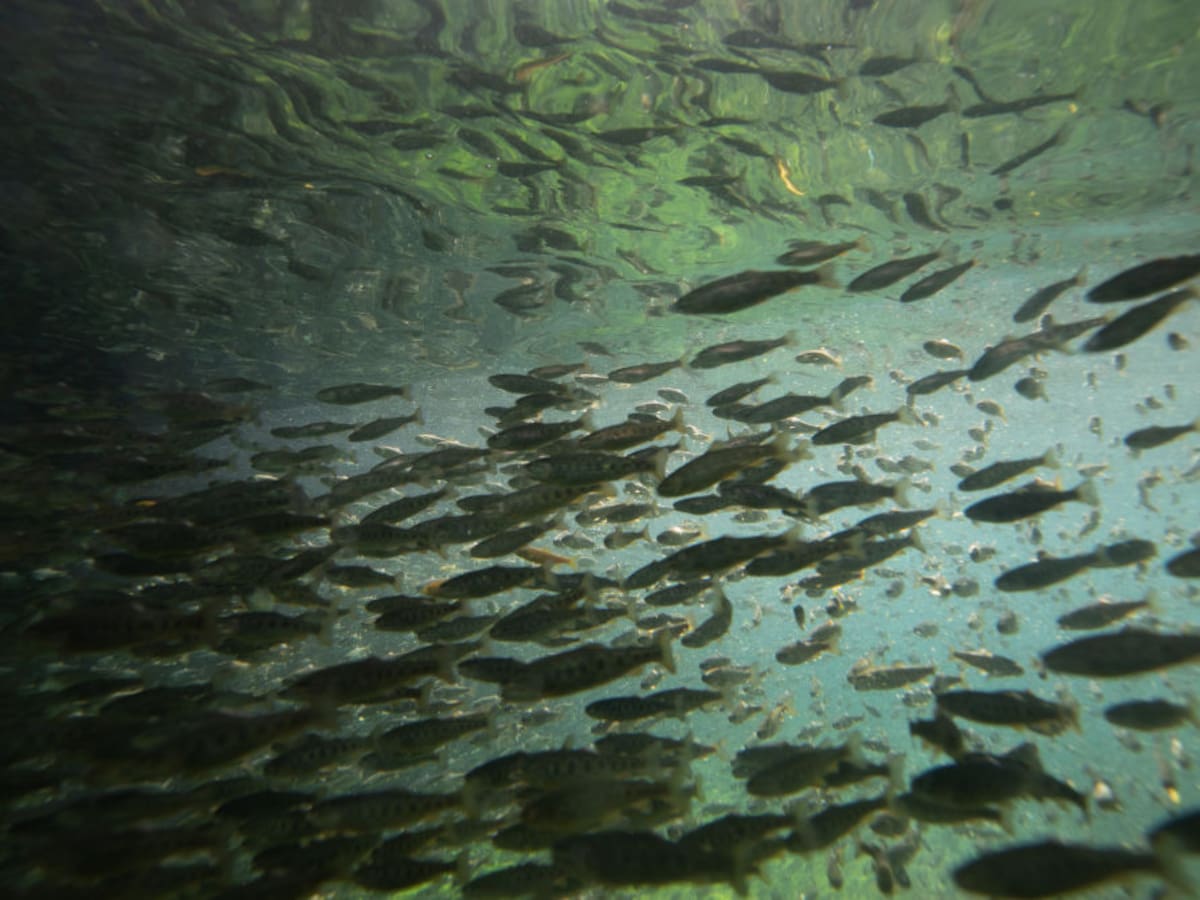 ¿Cómo puede la IA combatir la extinción de los peces?