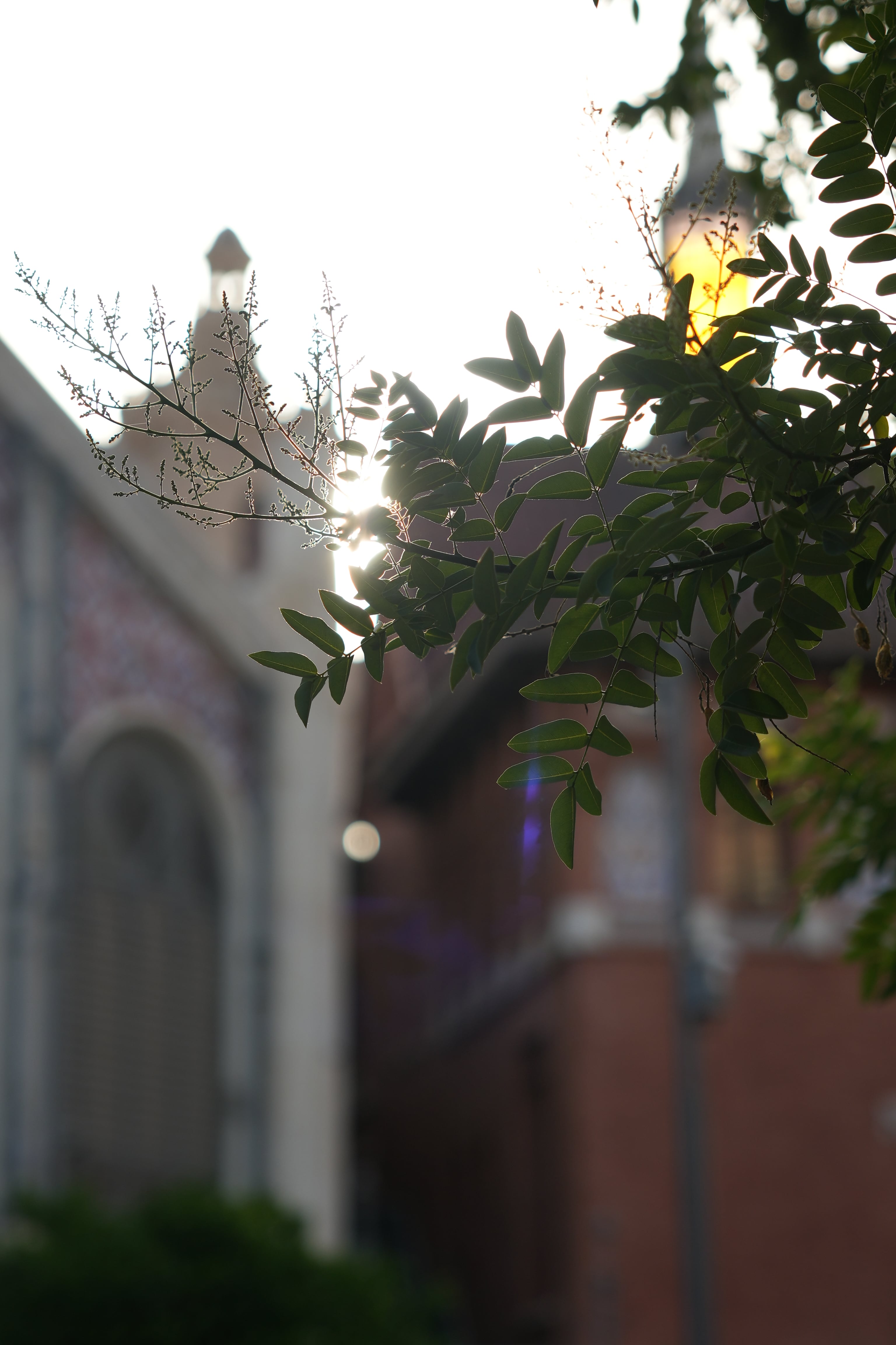 Recuerdo y arte con una Sony Alpha