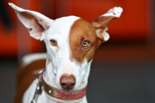 Podenco canario.